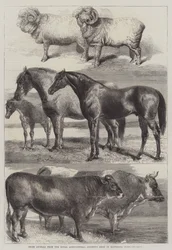 Prize Animals from the Royal Agricultural Society